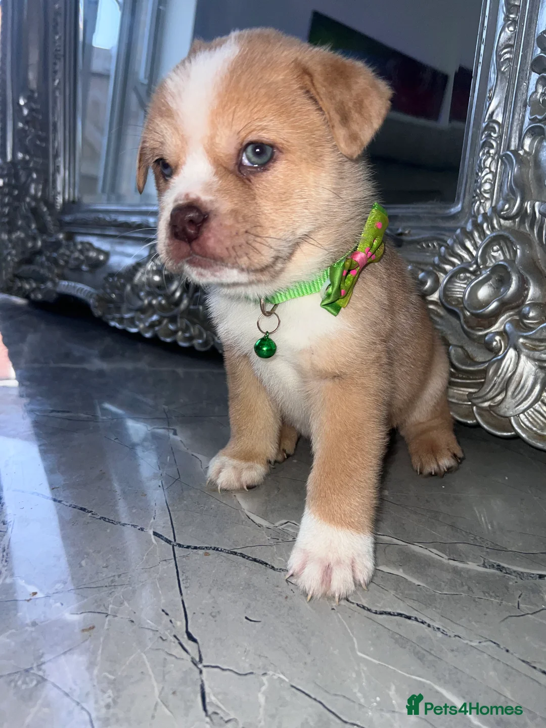 Mixed Breed dogs for sale: Pug x Chow Chow in Liverpool - Advert 2