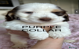 Cocker Spaniel dogs for sale: OUTSTANDING KC REG COCKER SPANIEL PUPPIES  - Image 20