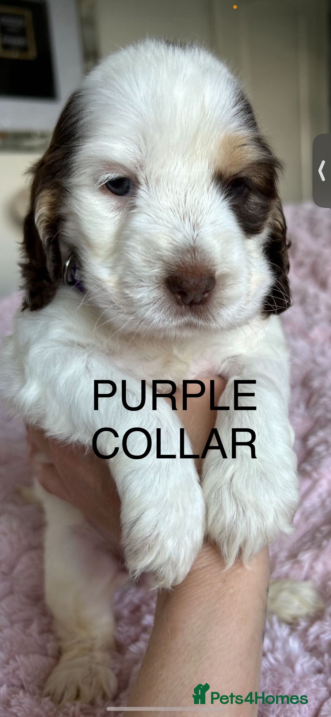Cocker Spaniel dogs for sale: OUTSTANDING KC REG COCKER SPANIEL PUPPIES  - Image 20