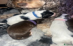 Cockapoo dogs for sale: Stunning litter of f1b cockapoo puppies  - Image 8