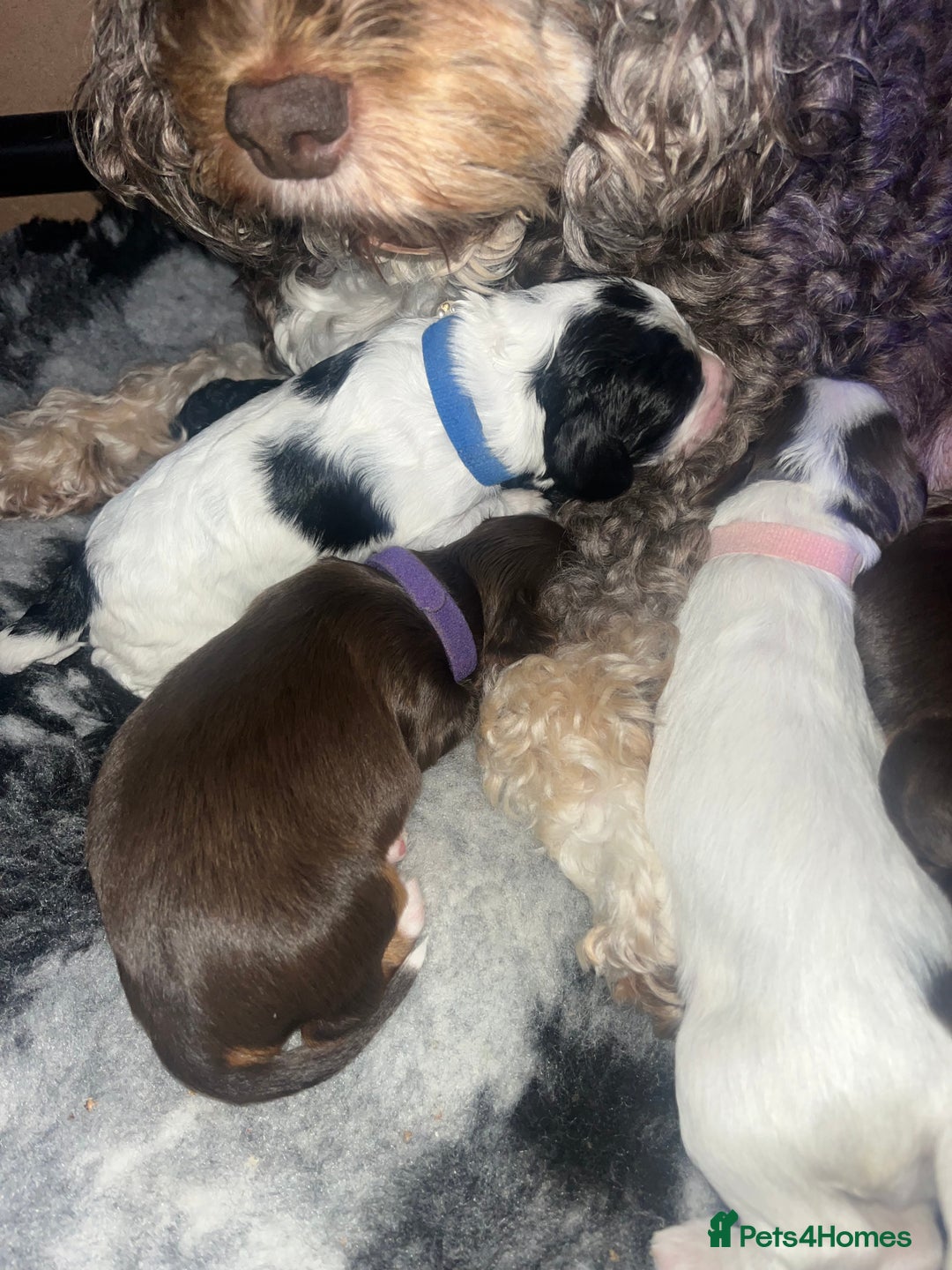 Cockapoo dogs for sale: Stunning litter of f1b cockapoo puppies  - Image 8