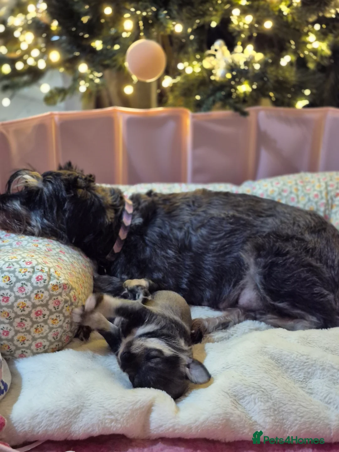 Miniature Schnauzer dogs for sale: Adorable Miniature Shnauzer ,SOLD - Advert 20