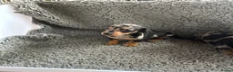 Dachshund dogs for sale: 2 gorgeous dappled and 1 brown Dachshund puppies  in Godalming - Advert 7