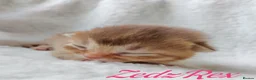 Mixed Breed cats for sale: Beautiful Devon Rex x Abyssinian kittens  - Advert 2