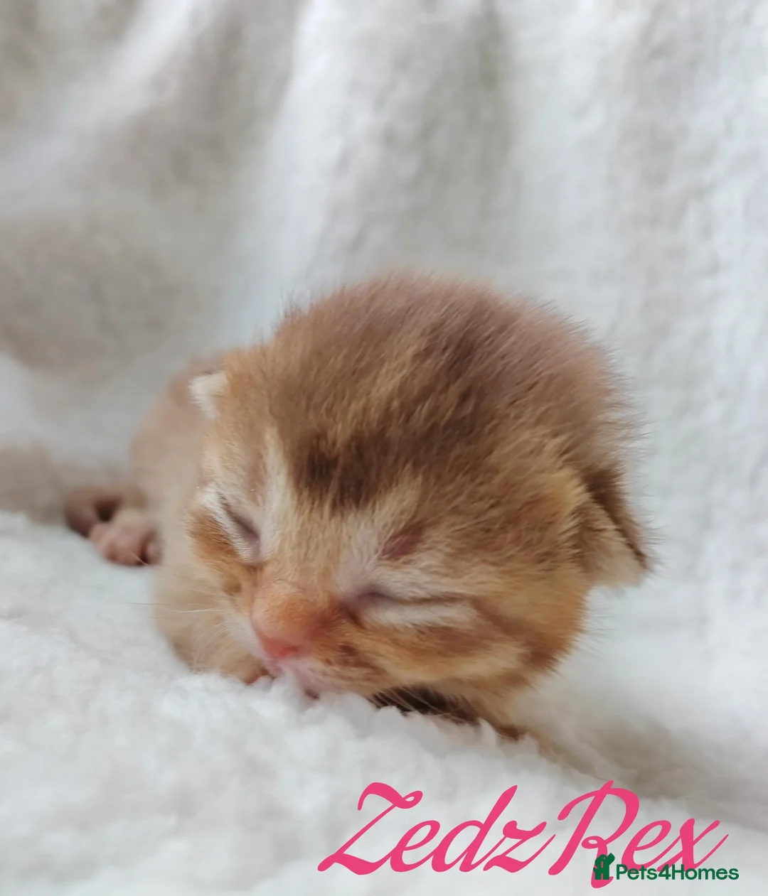 Mixed Breed cats for sale: Beautiful Devon Rex x Abyssinian kittens  - Advert 2