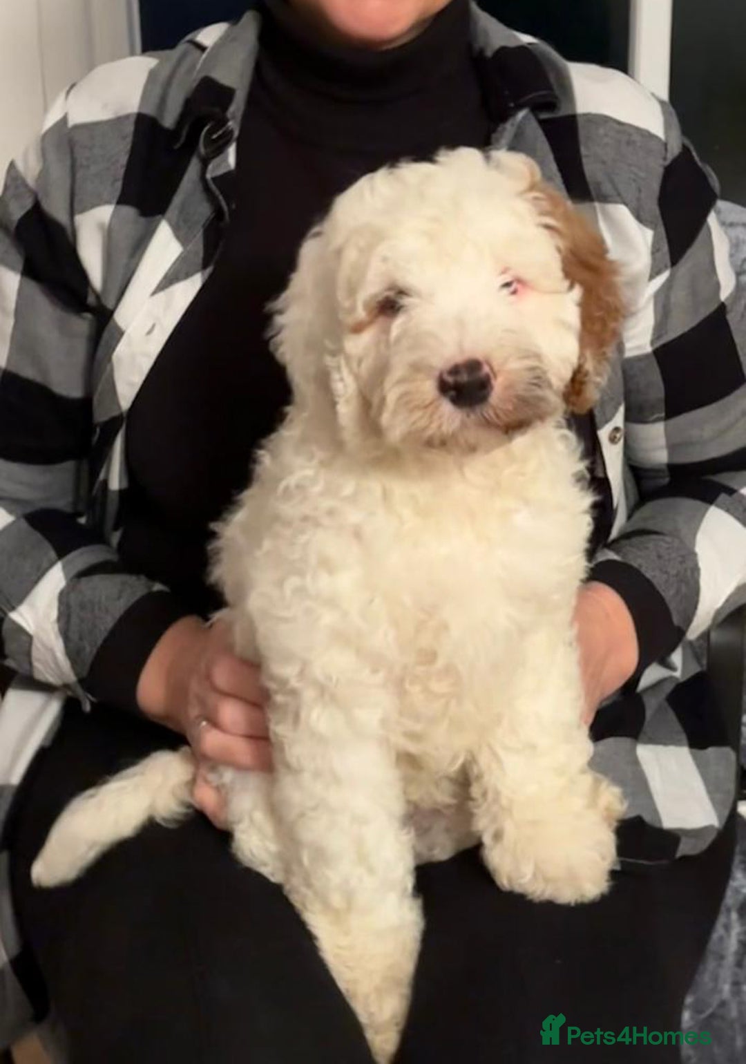 Australian Labradoodle dogs for sale: Australian Labradoodles for Sale - Advert 36