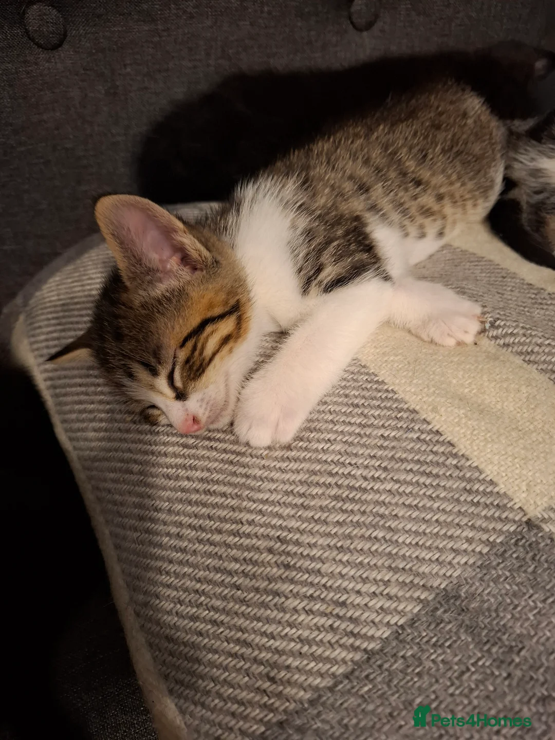 Mixed Breed cats for sale: 4 beautiful kittens - Advert 1