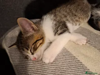 Mixed Breed cats 4 beautiful kittens - Advert 6