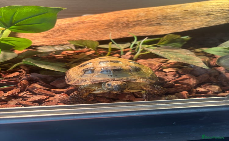 Tortoise reptiles - Advert 4