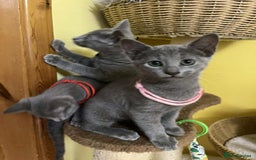 Russian Blue cats for sale: TICA REGISTERED Pure Breed Russian Blue Kittens - Image 3