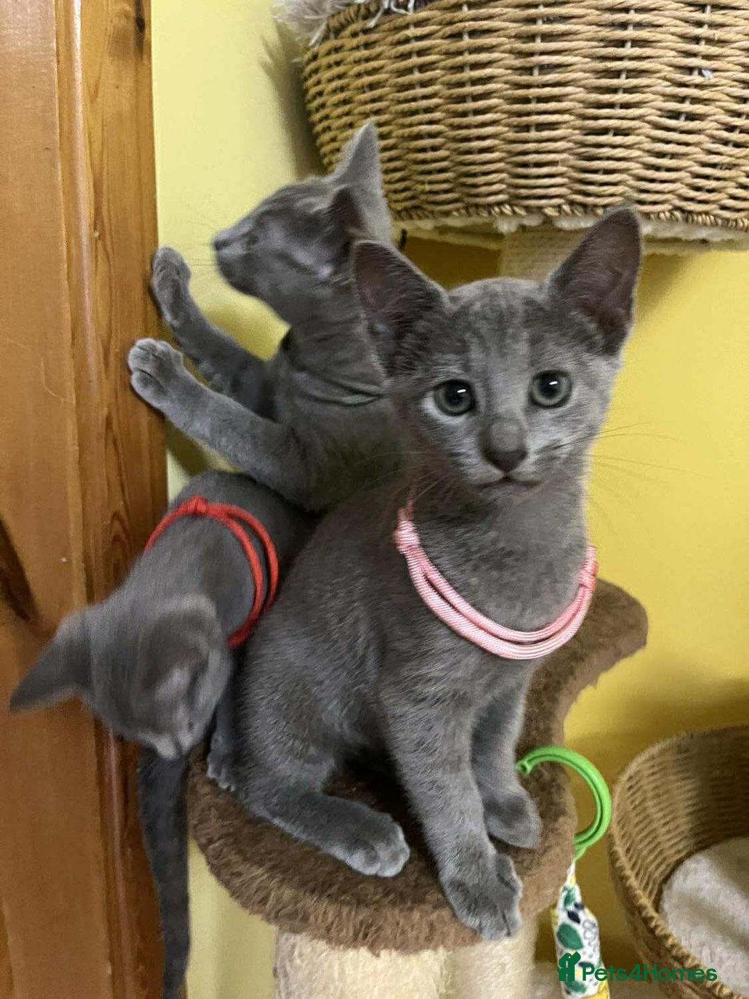 Russian Blue cats for sale: TICA REGISTERED Pure Breed Russian Blue Kittens - Image 3