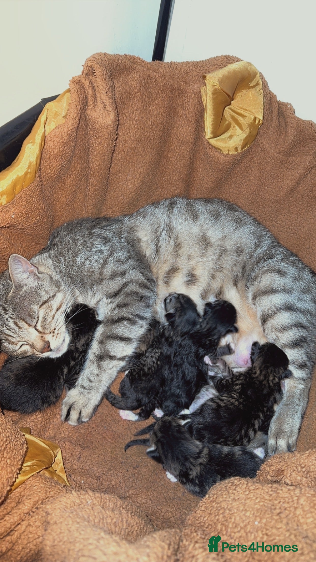 Bengal cats Cute fluffy Bengal cross kittens  - Advert 1