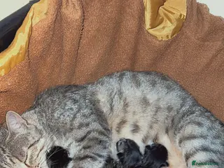 Bengal cats Cute fluffy Bengal cross kittens - Advert 1