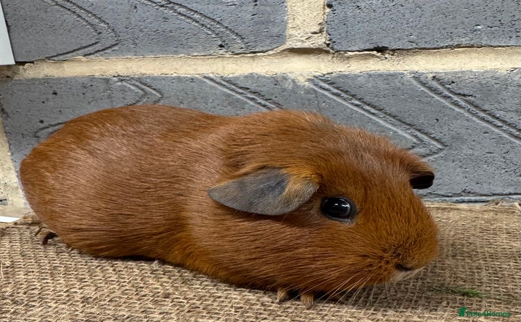Guinea Pig rodents - Advert 1