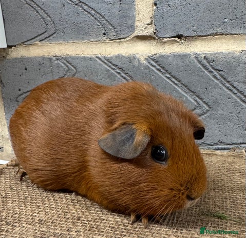 Guinea Pig rodents - Advert 3