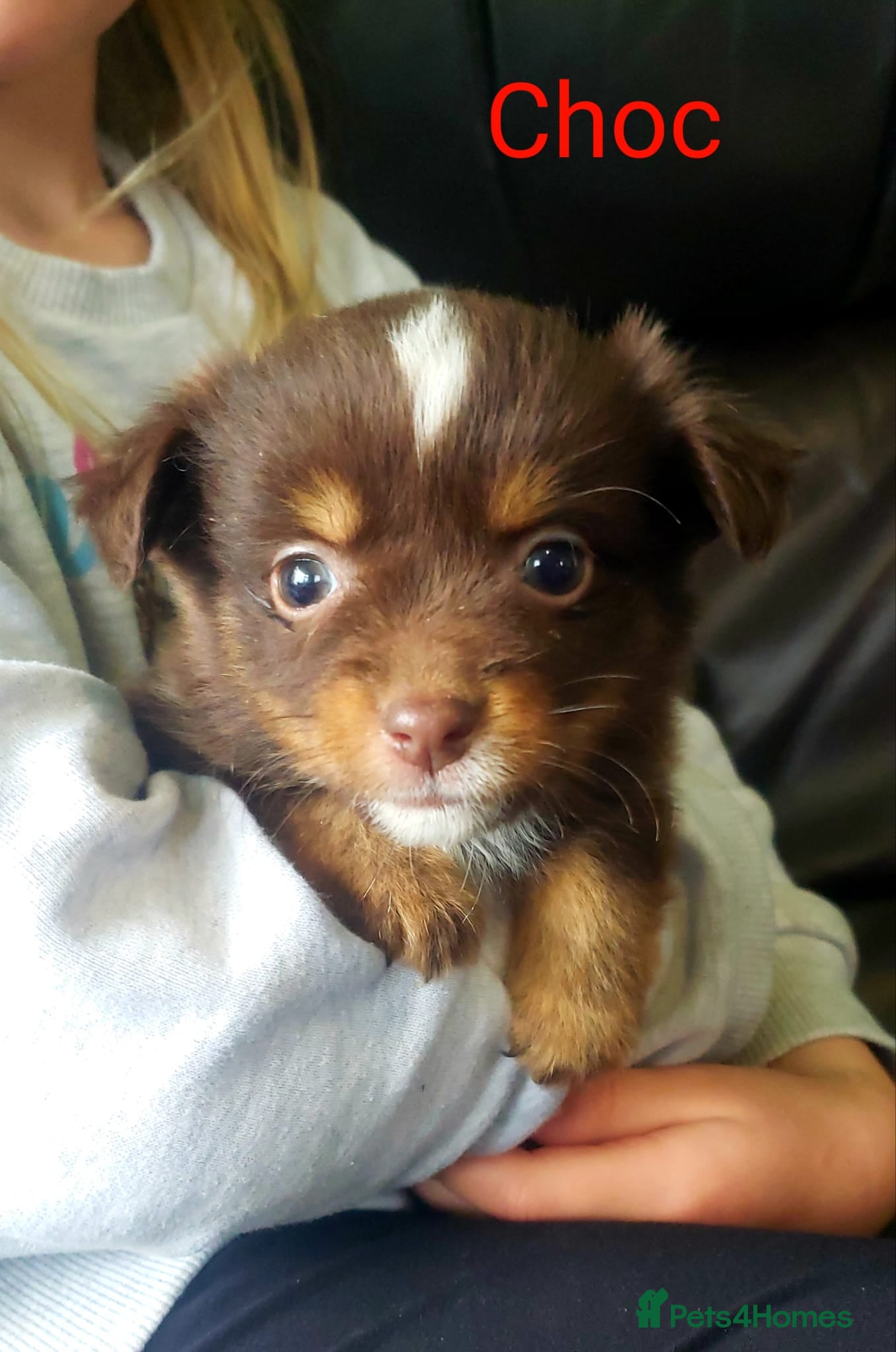 Australian Shepherd dogs for sale: Australian Shepherd Pups Available Now - Advert 9