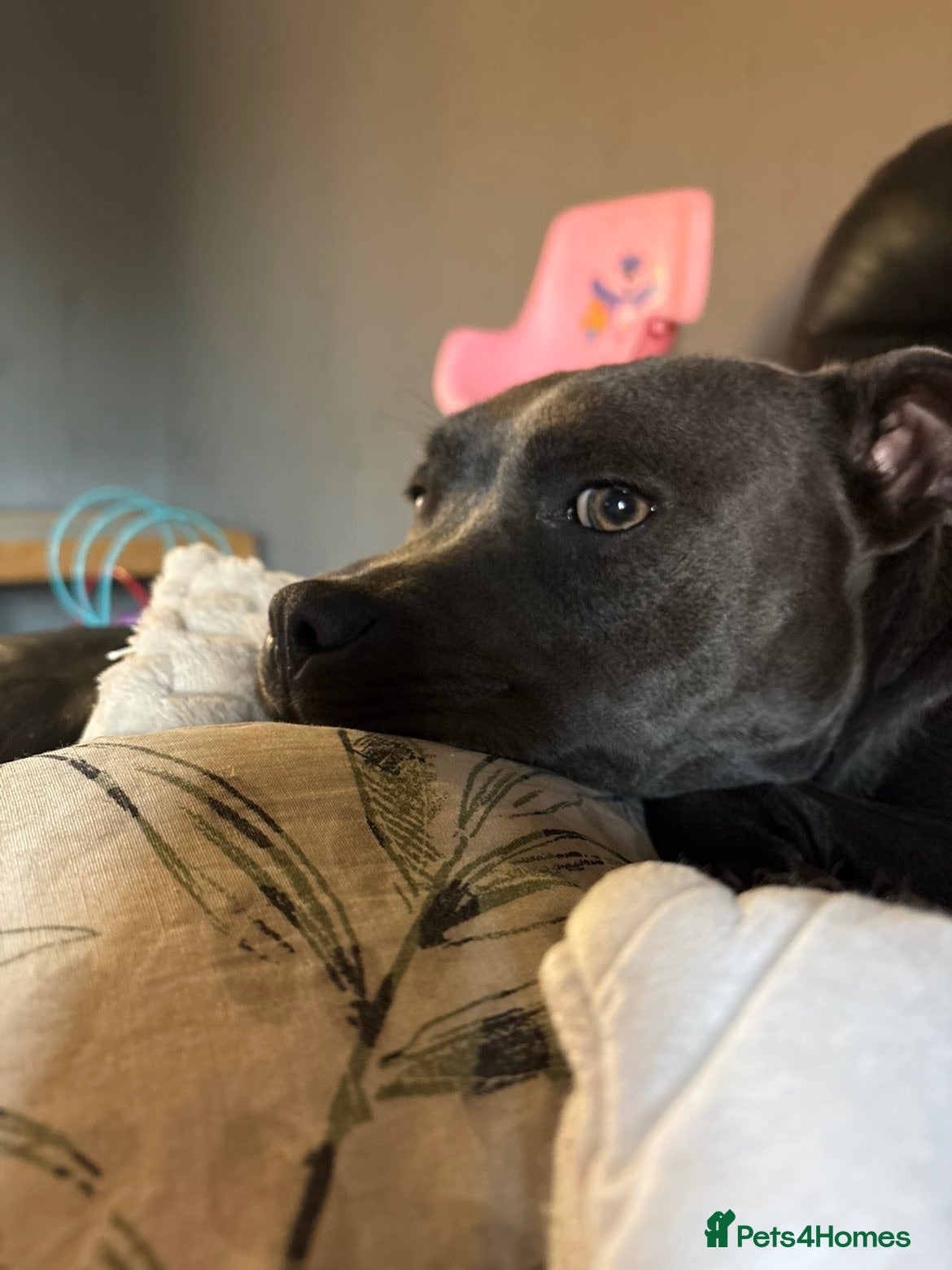 Staffordshire Bull Terrier dogs 10 month old blue Staffy - Advert 2