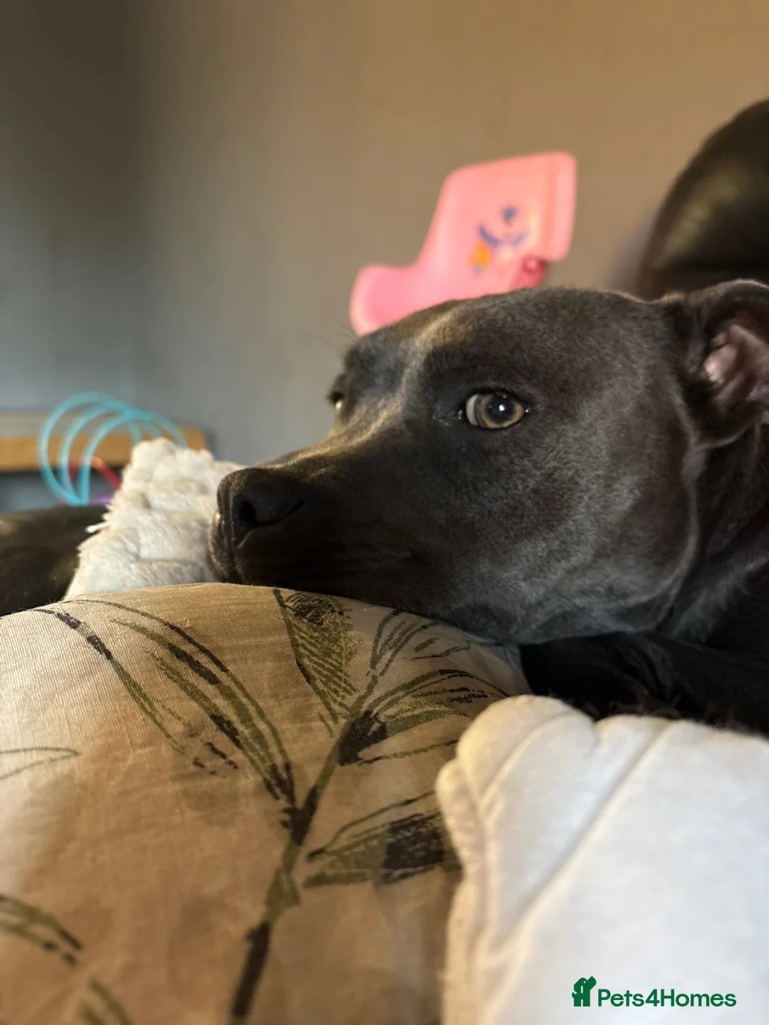 Staffordshire Bull Terrier dogs for sale: 10 month old blue Staffy - Advert 1