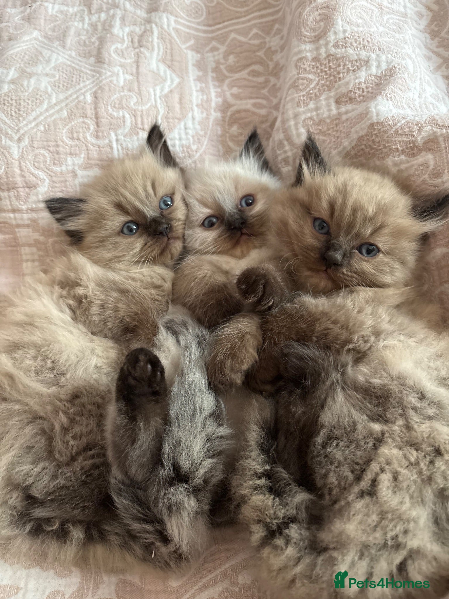 Ragdoll cats Mink Ragdolls for sale - Advert 14