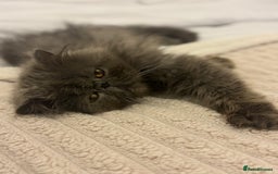 Persian cats for sale: GCCF SOLID BLUE PERSIAN PRINCESSES  - Image 30
