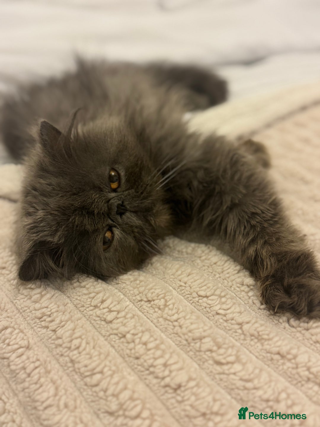 Persian cats for sale: GCCF SOLID BLUE PERSIAN PRINCESSES  - Image 30