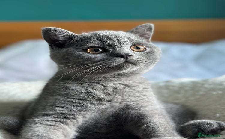 British Shorthair cats in Saint Austell - Advert 5