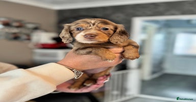 Miniature Dachshund dogs Miniature long hair dachshunds - Advert 5