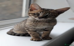 Savannah cats for sale: Savannah F6 female kitten Ready now  - Image 1