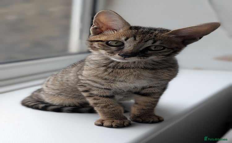 Savannah cats - Advert 3