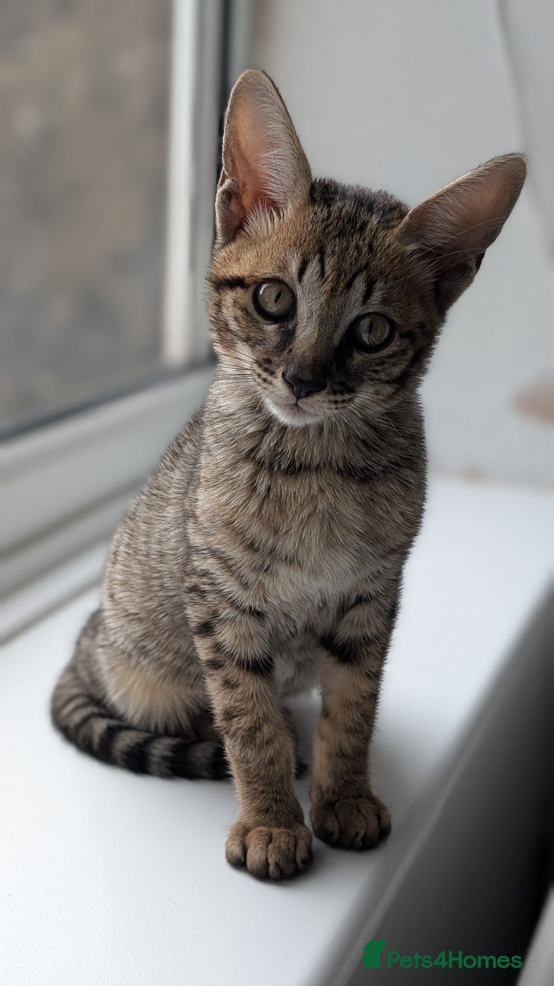 Savannah cats for sale: Savannah F6 female kitten Ready now  - Image 1