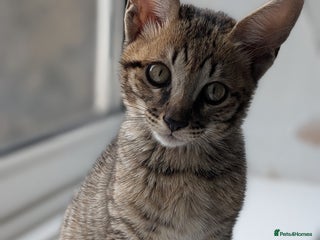 Savannah cats - Advert 1