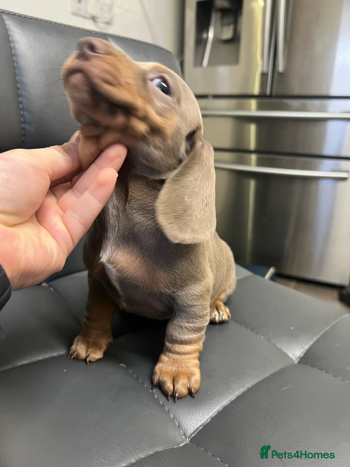 Miniature Dachshund dogs Beautiful Mini Dachshund puppies  - Advert 8