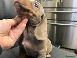 Miniature Dachshund dogs Beautiful Mini Dachshund puppies - Advert 8