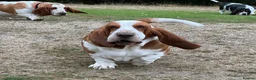 Basset Hound dogs for sale: Basset Hound Boy looking for a loving home❤️ in Swindon - Advert 4