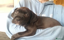 Mixed Breed dogs for sale: 5 cane corso mix puppies - Image 1