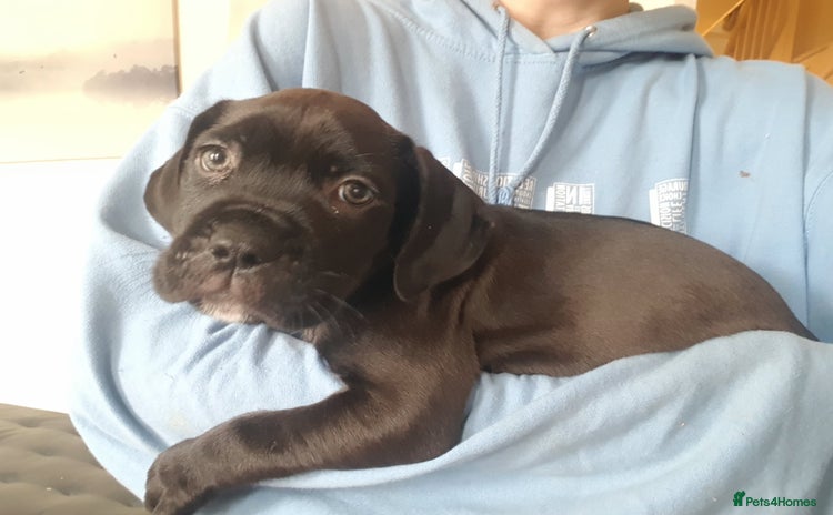 Mixed Breed dogs - Advert 4