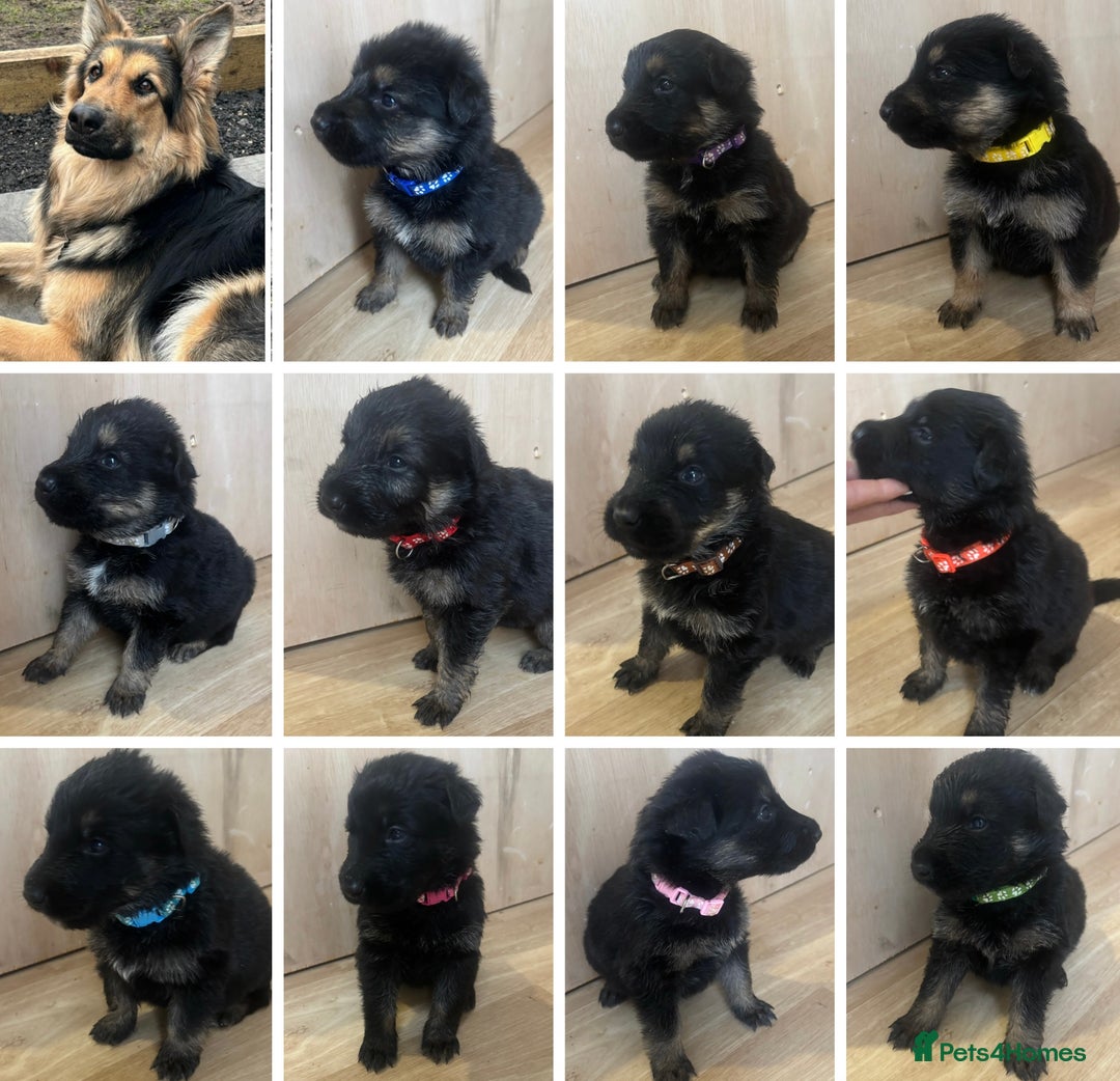 German Shepherd dogs for sale: German Shepherd Pups - Advert 1