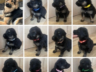 German Shepherd dogs German Shepherd Pups - Advert 1