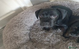 Mixed Breed dogs for sale: Frocker puppies for sale- ready to leave  - Image 2