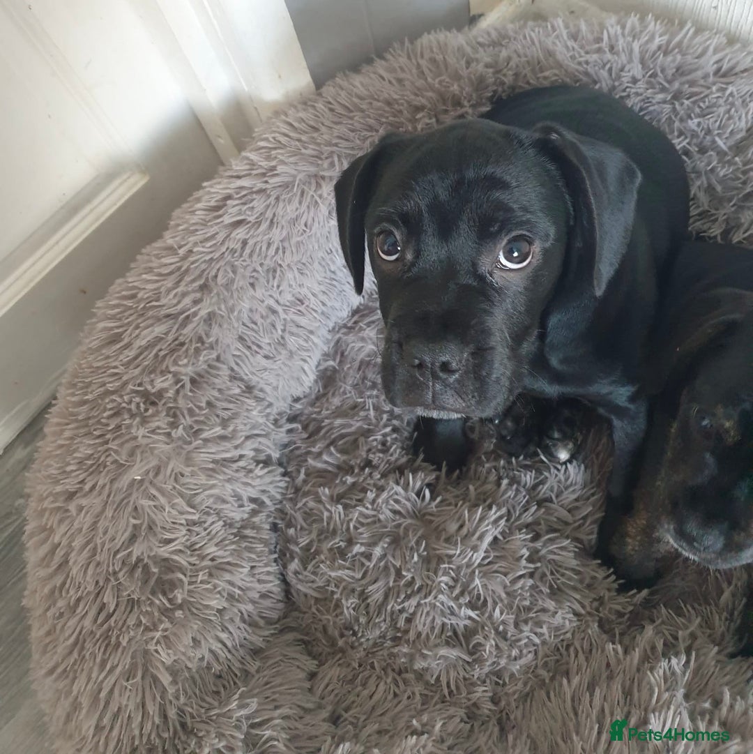 Mixed Breed dogs for sale: Frocker puppies for sale- ready to leave  - Image 2