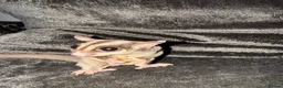 Sugar Glider rodents for sale: 2 Sugar glider girls available  in London - Advert 12