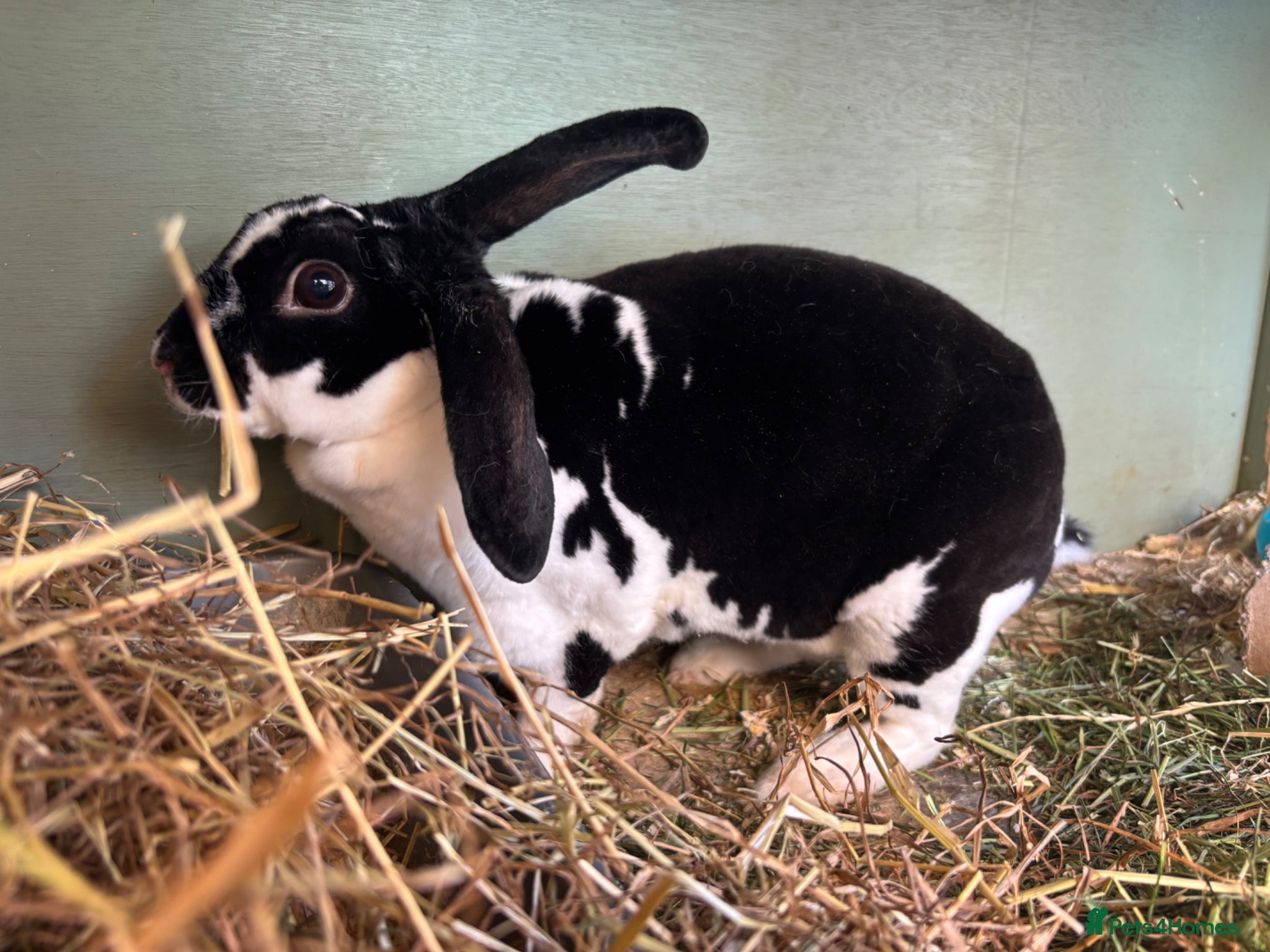 Mini Lop rabbits Mini Plush Lop x Mini Rex - Advert 20