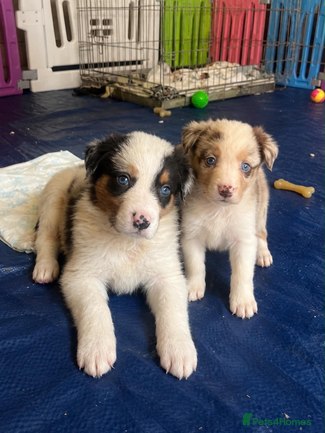 Border Collie dogs Last collie pup left 🐶 - Advert 1