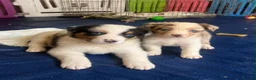 Border Collie dogs for sale: Stunning border collie puppies 🐶 in Manchester - Advert 3