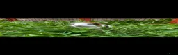 Guinea Pig rodents for sale: Male guinea pig for sale  - Advert 3