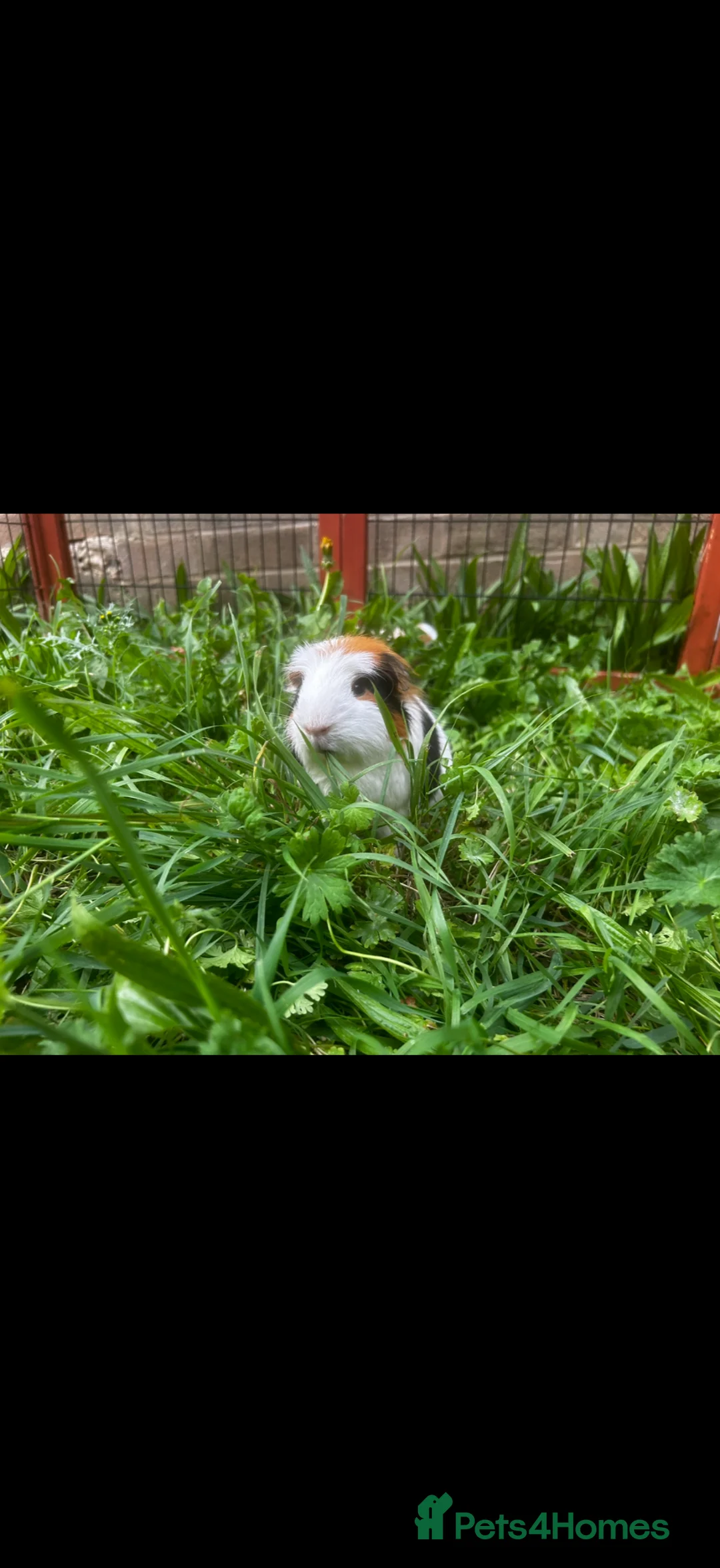Guinea Pig rodents for sale: Male guinea pig for sale  - Advert 3