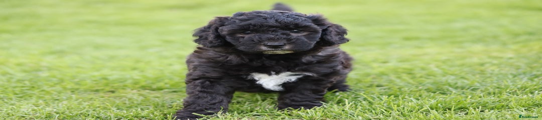 Cavapoochon Puppy 6