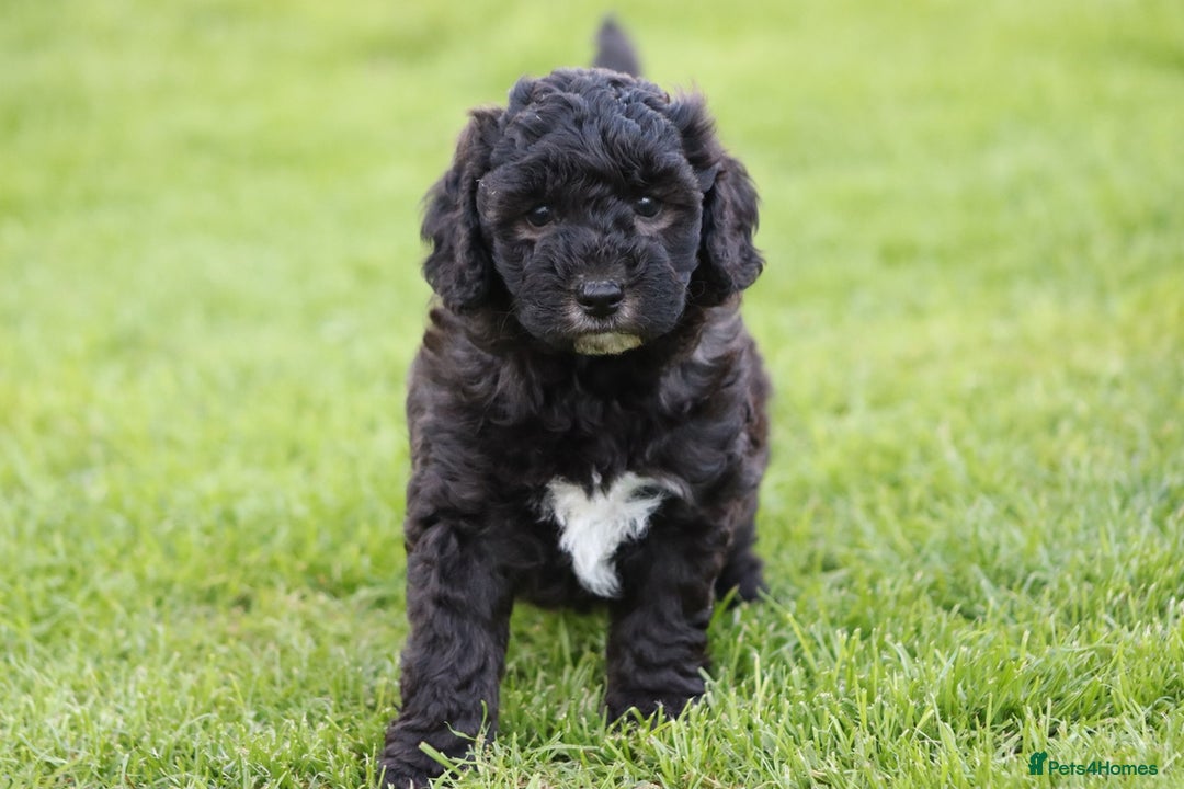 Cavapoochon dogs for sale: Cavapoochon puppies for sale - Image 22