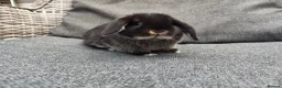 Mini Lop rabbits for sale: Stunning partial blue eyed black otter mini lop  - Advert 2