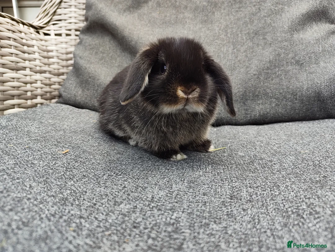 Mini Lop rabbits for sale: Stunning partial blue eyed black otter mini lop  - Advert 2
